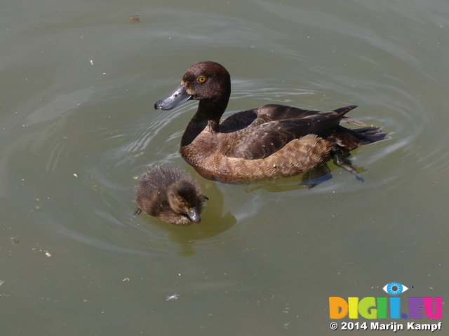 FZ005874 Tufted duck (Aythya fuligula) and duckling